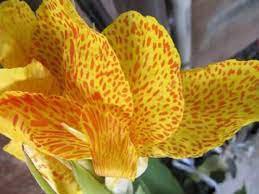 YELLOW CANNA LILY Indian Shot 5 seeds combo