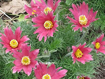 10 seeds RED ANEMONE Pulsatilla Vulgaris