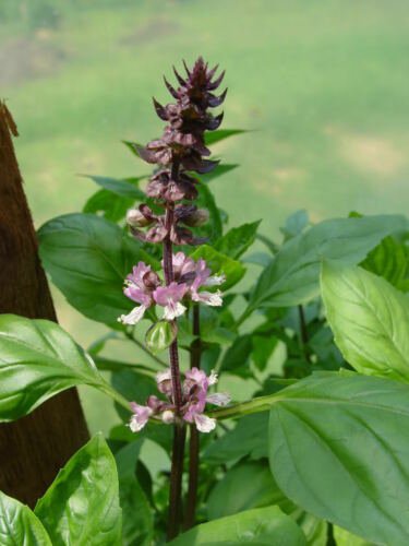 Thai HOLY BASIL Tulsi Ocimum Sanctum 250 seeds per pack