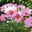 Bulk Over 300 Fresh seeds GLORIA COSMOS Bipinnatus Pink