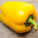 CANARY BELL PEPPER Sweet Yellow 100 seeds