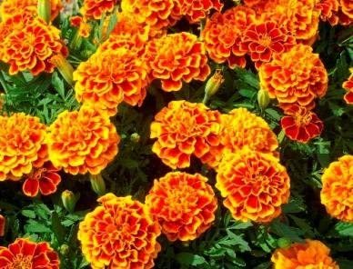 Most Sold Fresh FRENCH MARIGOLD SPARKY 400 seeds