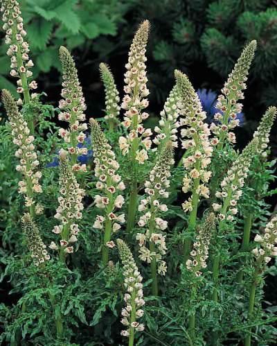 WHITE MIGNONETTE 200 seeds Annual Flower Seeds