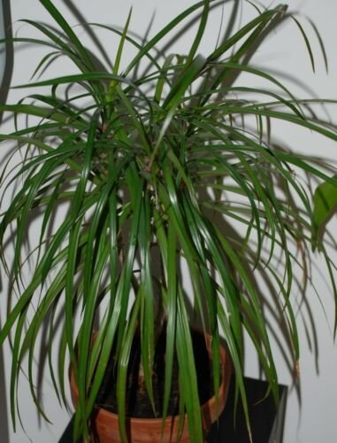 Blue dracaena spike cordyline indivisa 25 seeds