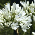 fresh white LILY OF THE NILE Agapanthus Orientalis 25 seeds