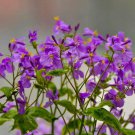 Purple FEBRUARY ORCHID Violet 500 seeds flash sale