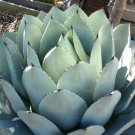 Limited 5 seeds ARTICHOKE AGAVE Parryi Huachuca Parryi