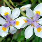 Beauty WHITE AFRICAN IRIS Fortnight Lily Dietes 25 seeds