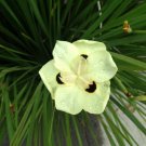 Beauty YELLOW AFRICAN IRIS Fortnight Lily Dietes 20 seeds