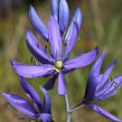 Super Growth 30 seeds blue Camas Lily Wild Indian Hyacinth