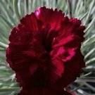 Dianthus caryophyllus ‘grenadin king of the blacks’ 50 seeds