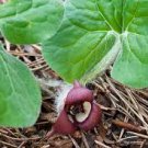 Asarum Canadense Canadian Heart Herb 5 seeds