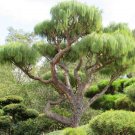 MEXICAN WEEPING PINE TREE 30 seeds