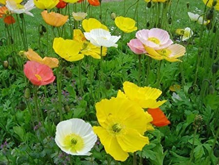 Super sell bulk 2500 seeds MIXED COLORS Papaver Nudicaule