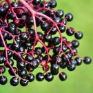 MEDICINAL Elderberry TREE SEEDS 7 tree seeds