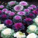 mixed Color ORNAMENTAL CABBAGE great for garden decore 50 seeds
