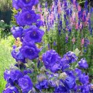 CANTERBURY BELLS bellflower Fresh blue 200 seeds