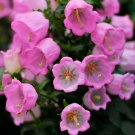 CANTERBURY BELLS bellflower Fresh pink 200 seeds
