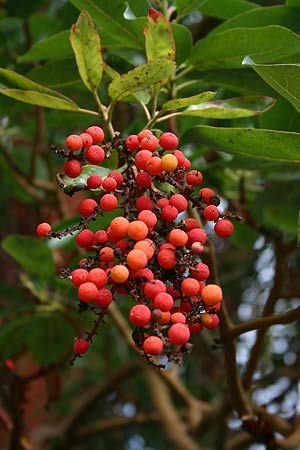 25 seeds Red Berry Tree Arbutus Irish Killarney