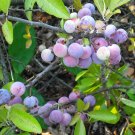 BEACH PLUM (Prunus Maritima) garden 5 seeds