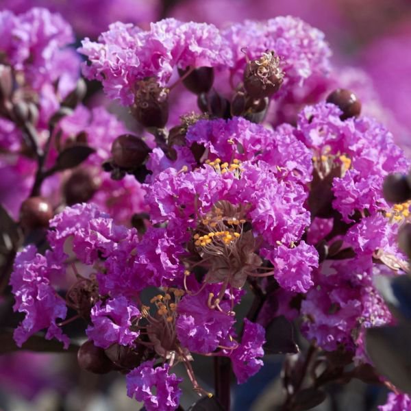 LILAC Crape Tree Shrub Lagerstroemia