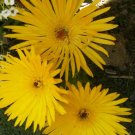 Gelato Bright 100 seeds yellow plant