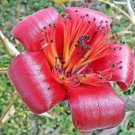 10 seeds Red Silk Cotton Tree Tropical Flower