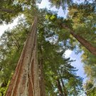 Flash Sale 40 seeds Sequoiadendron Giganteum Sierra Redwood Tree