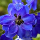 BLUE SPIRE LARKSPUR Consolida Ambigua 100 seeds