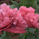 250 seeds Papaver Paeoniflorum Paeony Double Rose Pink