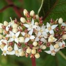 Cornus Alba Shrub Bark White Berry Flower 25 seeds
