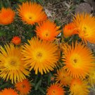 Gelato Orange Ice Plant 100 seeds Daisy Flower