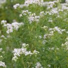 Pycnanthemum virginianum 500 seeds White Flower Herb