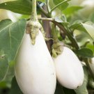 WHITE EGGPLANT Solanum Melongena Fruit 50 seeds