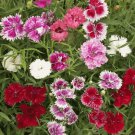 DOUBLE DIANTHUS Chinensis Flower 100 seeds