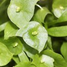 100 seeds MINER'S LETTUCE Winter Purslane Spinach