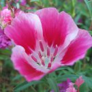 Beauty Clarkia Pink Elegans 500 seeds