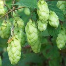 Hops, Humulus lupulus Vine 25 Seeds Beer