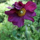Rare Violet Himalayan Poppy 10 seeds
