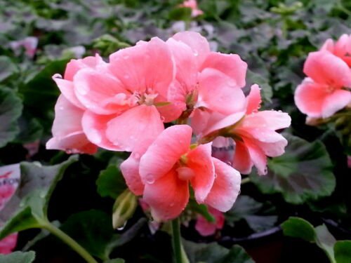 GERANIUM flower Pink & White Pelargonium 10 seeds pinto rose