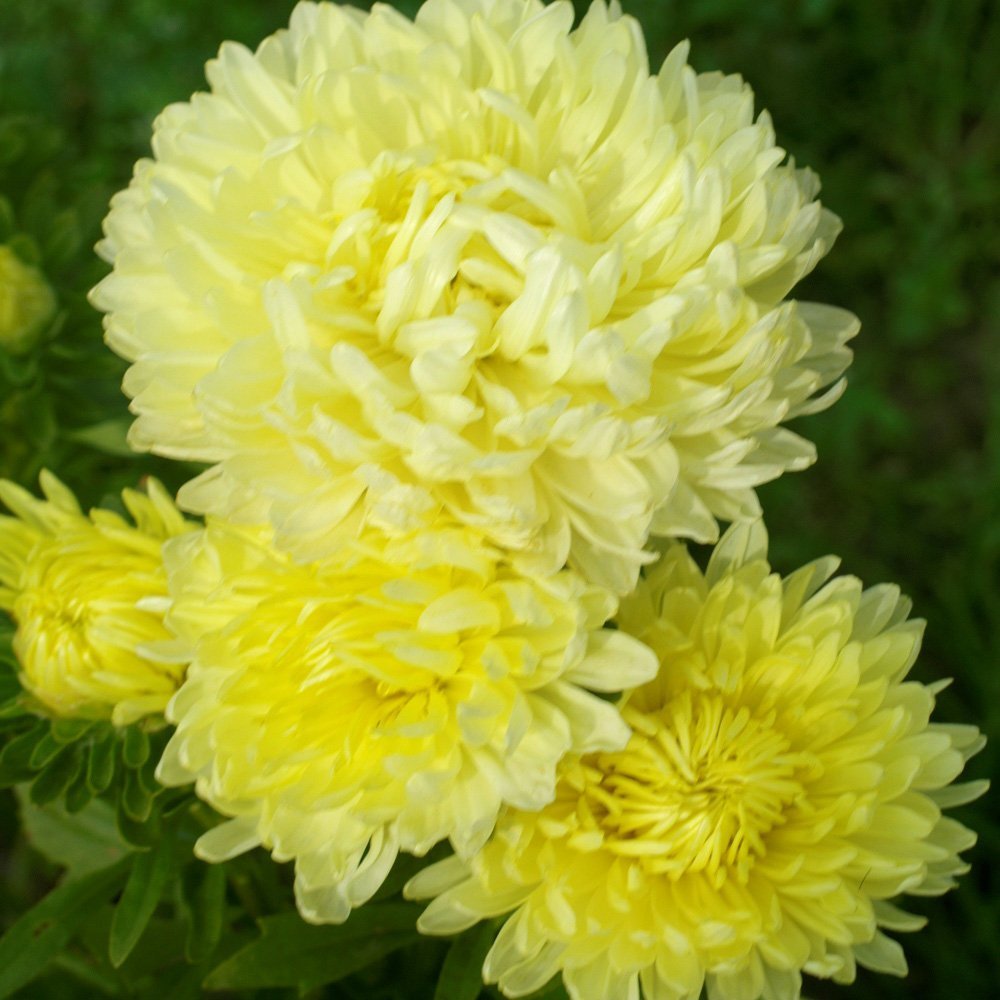 YELLOW PAEONY ASTER Peony Callistephus 30 seeds