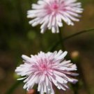 Pink Rubra Flower 25 Seeds Everlasting Daisy