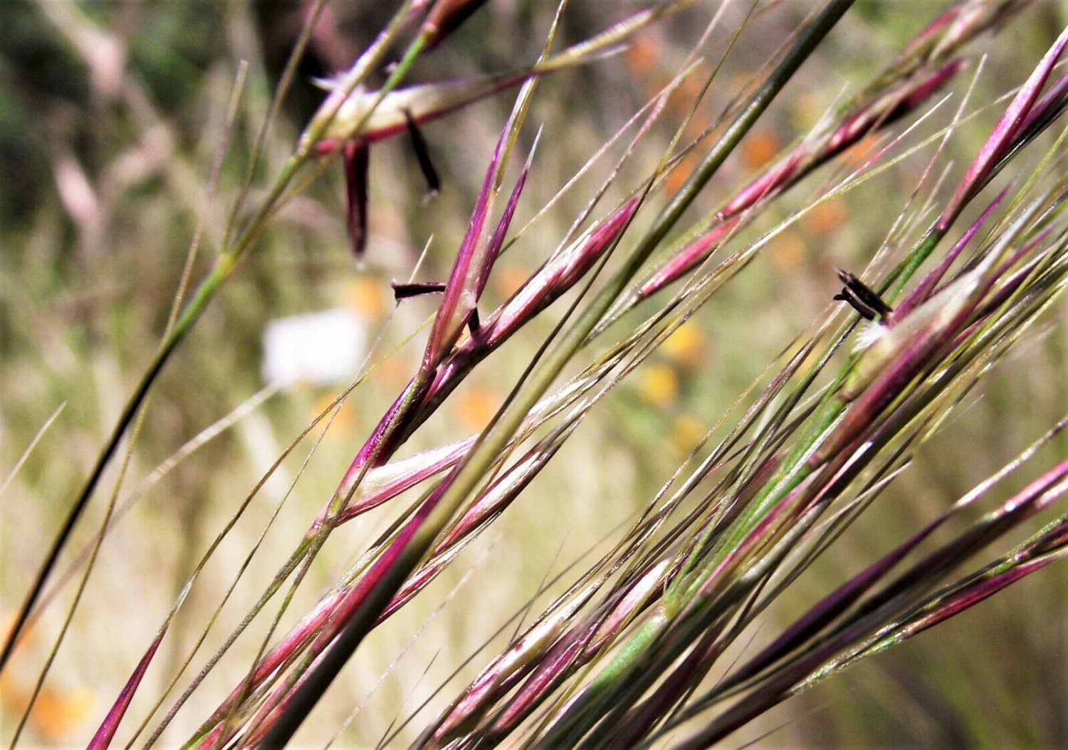 Nezpar Oryzopsis Hymenoides Sand Rice 500 seeds