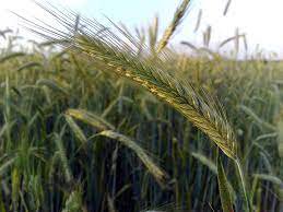 Winter Plant Secale Cereale Grain Cover Crop 300 Seeds