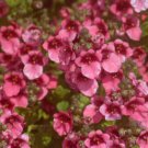 Diascia Barberae Flower Pink Queen 100 seeds
