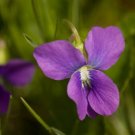 Wildflower Prairie Violet Purple Palmata Flower 100 seeds
