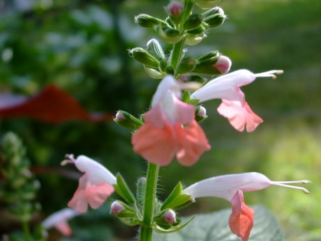Flower 30 seeds SALVIA Coccinea Hummingbird Coral