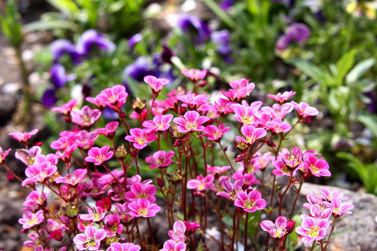 Камнеломка в открытом грунте фото Saxifraga 50 seeds rose robe Rockfoil Flower Seeds