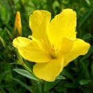Dwarf Flower Organic Gold inum Flavum 500 seeds