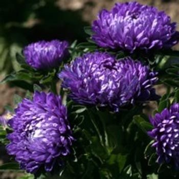 ASTER Callistephus Unicom Fresh DARK BLUE 30 seeds